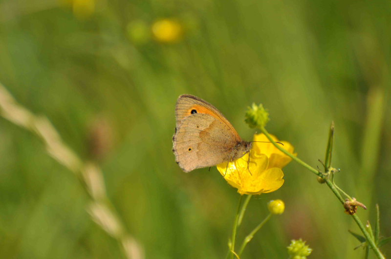 Bruin zandoogje